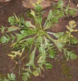 image for Shepherd's-purse type 62