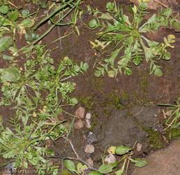 Shepherd's-purse type 62