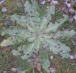 image for Beaked Hawk's-beard type 3