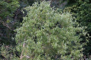 image for Weeping Willow