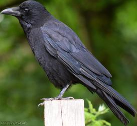Carrion Crow