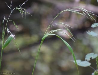 Giant Fescue