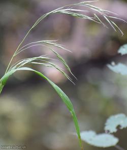 Giant Fescue