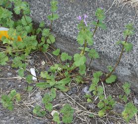 Henbit Dead-nettle