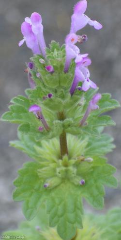 Henbit Dead-nettle