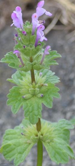 Henbit Dead-nettle