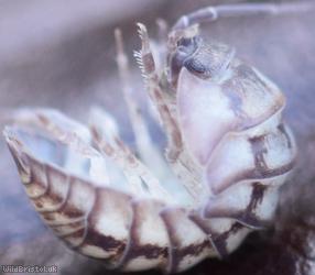 Nosy Pill Woodlouse