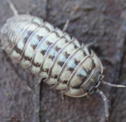 image for Nosy Pill Woodlouse