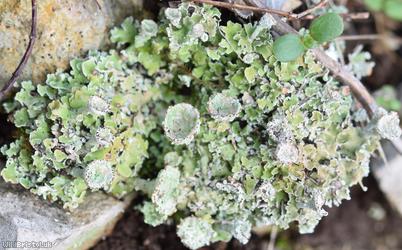 Cladonia pocillum