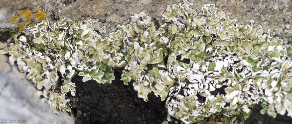 image for Squamarina cartilaginea