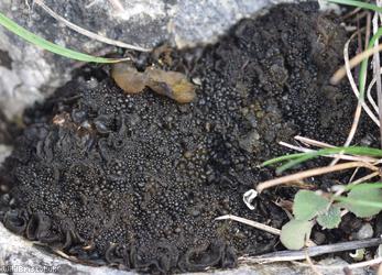 Crinkled Pulp Lichen