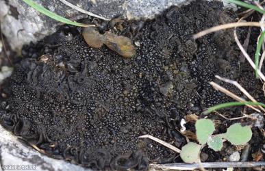 Crinkled Pulp Lichen