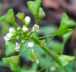 Shepherd's-purse type 64