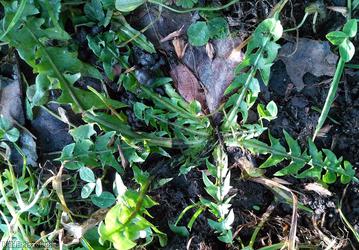 Spur-lobed Dandelion
