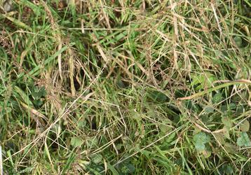 image for Lesser Calamint