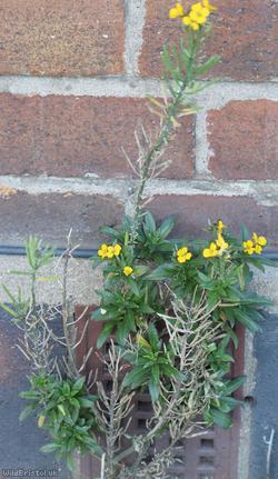 Wallflower 'Canaries Yellow'