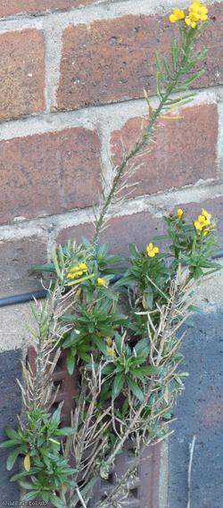 Wallflower 'Canaries Yellow'
