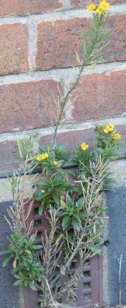Wallflower 'Canaries Yellow'