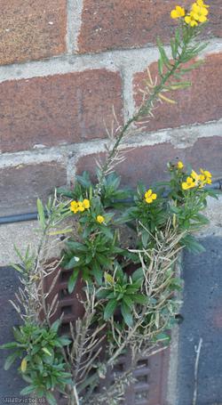 Wallflower 'Canaries Yellow'