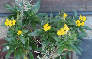 Wallflower 'Canaries Yellow'