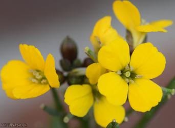 Wallflower 'Canaries Yellow'