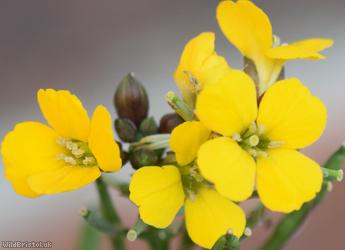 Wallflower 'Canaries Yellow'
