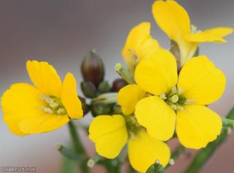 Wallflower 'Canaries Yellow'