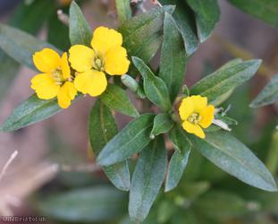 Wallflower 'Canaries Yellow'