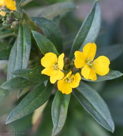Wallflower 'Canaries Yellow'