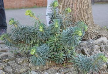 Mediterranean Spurge