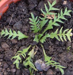 Shepherd's-purse type 63