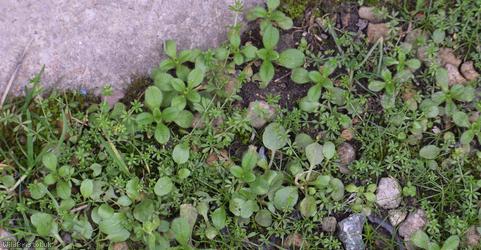 image for Small Cleavers