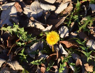 image for Spiky-leaved Dandelion