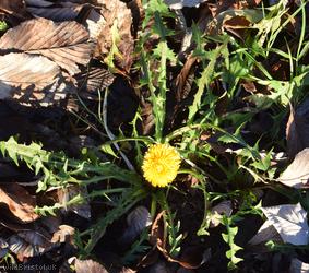 Spiky-leaved Dandelion