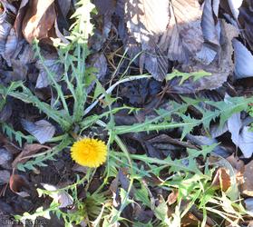 Spiky-leaved Dandelion