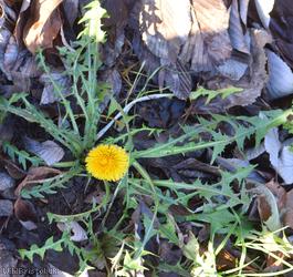Spiky-leaved Dandelion