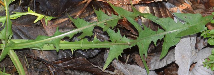 Spiky-leaved Dandelion