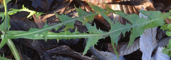 Spiky-leaved Dandelion