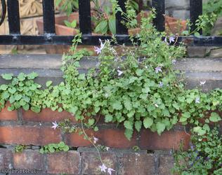 Trailing Bellflower