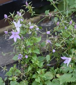 Trailing Bellflower