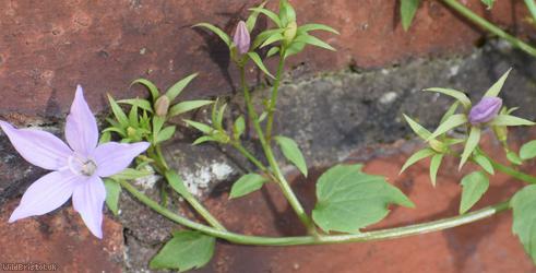 Trailing Bellflower