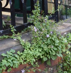 Trailing Bellflower