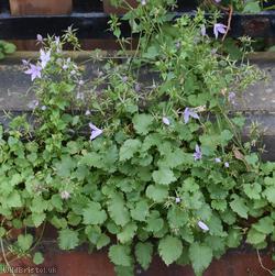 Trailing Bellflower