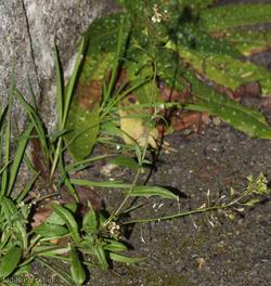 image for Shepherd's-purse type 66