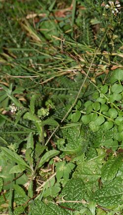 Shepherd's-purse type 66