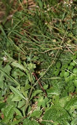 Shepherd's-purse type 66