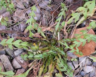 Oblong-leaved Dandelion