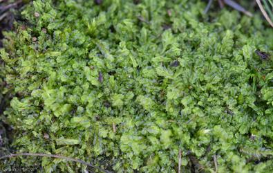image for Variable-leaved Crestwort