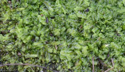 Variable-leaved Crestwort