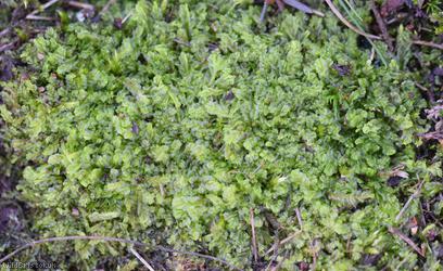 Variable-leaved Crestwort